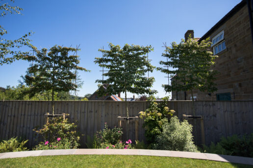 Pleached trees creating boundary privacy.