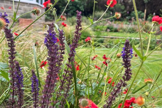 Salvia Garden design Harrogate