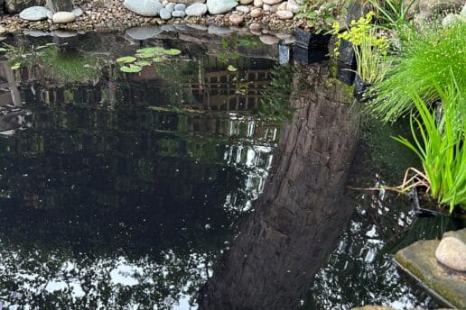 Natural pond for wildlife in Harrogate